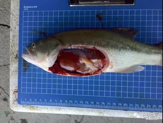 正常的加州鲈鱼体表和解剖情况